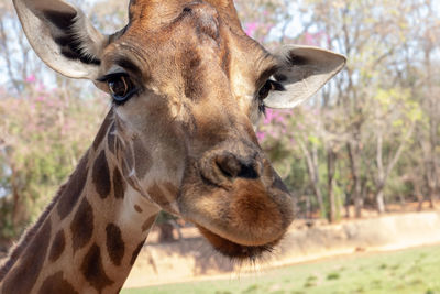 Close-up of a horse