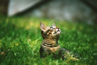 Tabby cat lying on grass while looking up