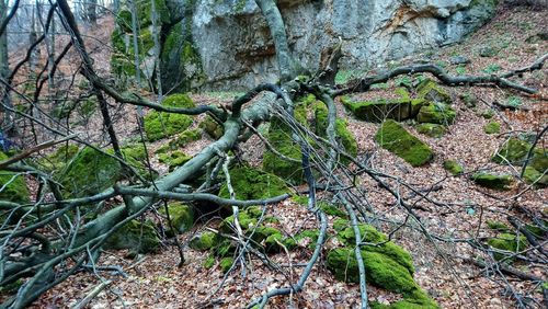 Close-up of tree in forest