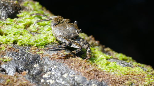 Close-up of lizard