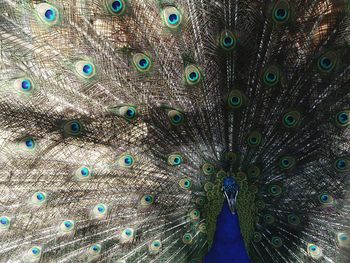 Full frame shot of peacock feathers