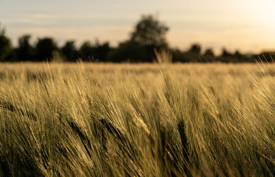 Scenic view of wheat field against sky