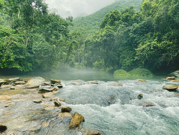 Scenic view of river in forest