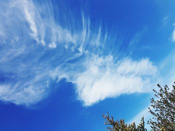 Low angle view of trees against blue sky