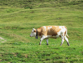 Cows walking on field