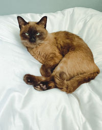High angle view of cat resting on bed