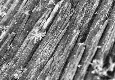 Close-up of wooden plank