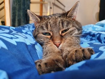 Close-up of cat lying on bed