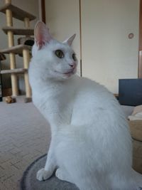 Portrait of white cat