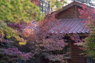 Purple flowering tree by building
