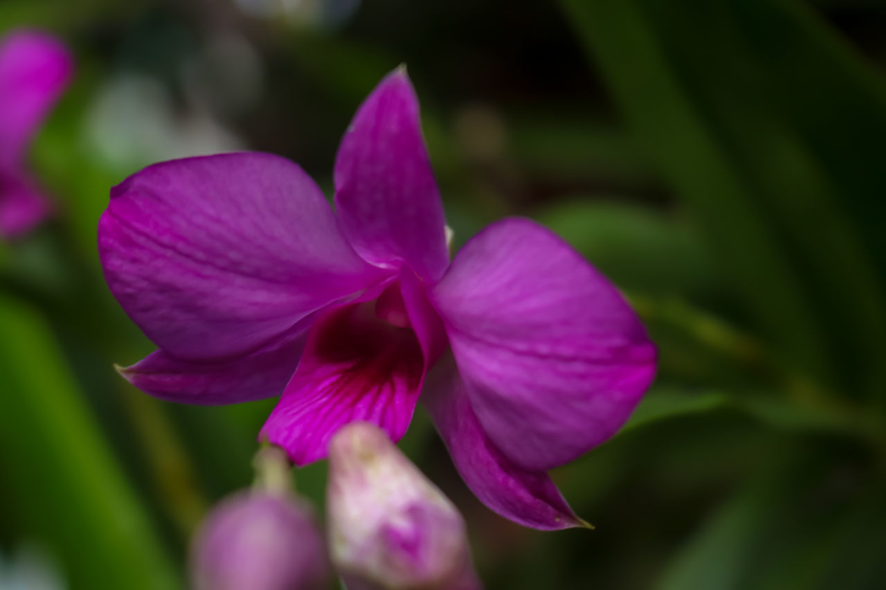 CLOSE-UP OF PINK AND PURPLE FLOWER