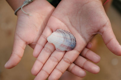 Close-up of human hand holding seashell