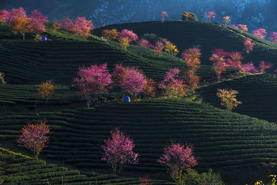 High angle view of pink flowers in park