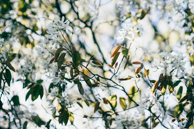 Close-up of white flowers on twig