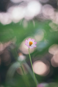 Close-up of pink cosmos blooming outdoors