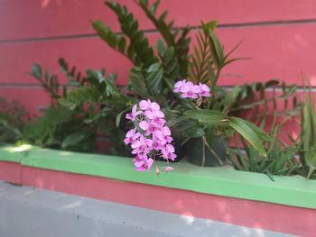 Close-up of pink flowering plant