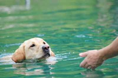 Rear view of man with dog in lake