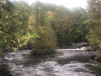Scenic view of river amidst trees in forest