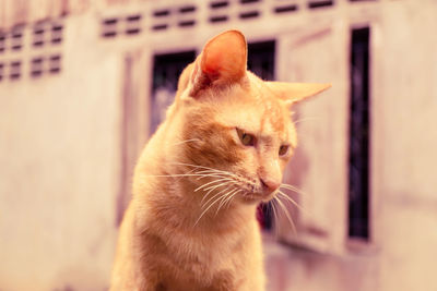 Close-up of a cat looking away