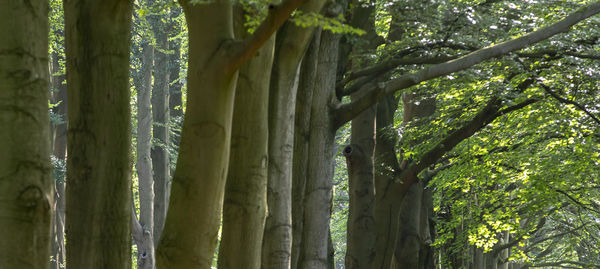 Close-up of bamboo trees in forest