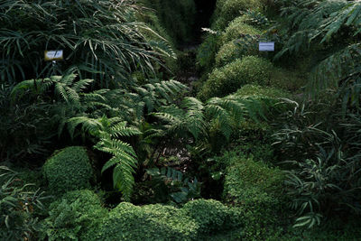 Scenic view of plants and trees