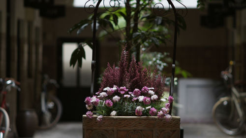 Close-up of flowers against blurred background