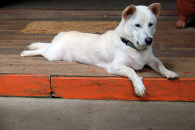 White dog resting on wood