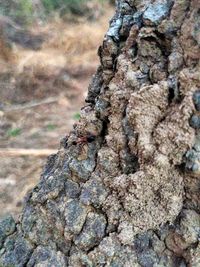 Close-up of insect on tree trunk