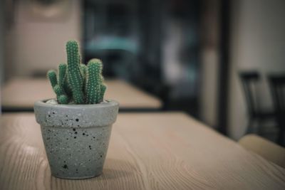 Close-up of potted plant on table in cafe