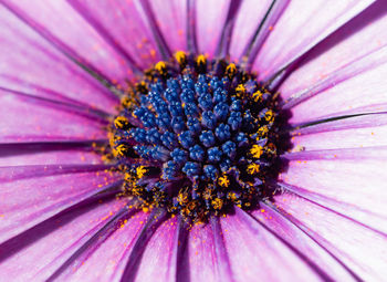 Close-up of purple flower