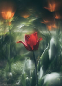 Close-up of red rose flower