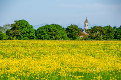 Scenic view of field against sky