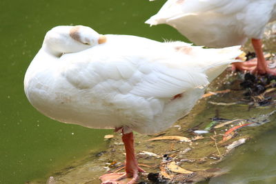 Close-up of birds in lake