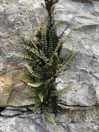Close-up of moss growing on rock