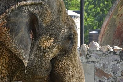 Close-up of elephant in zoo