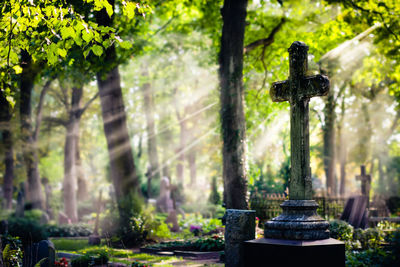 Cross against trees at cemetery