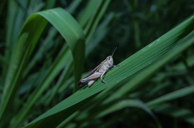 Close-up of insect on grass
