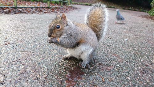 Close-up of squirrel eating on wet road