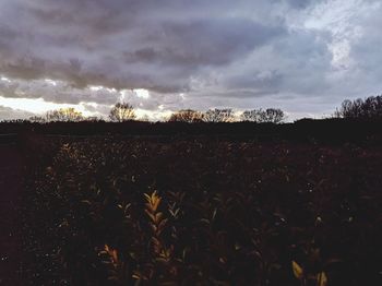 Plants growing on field against sky