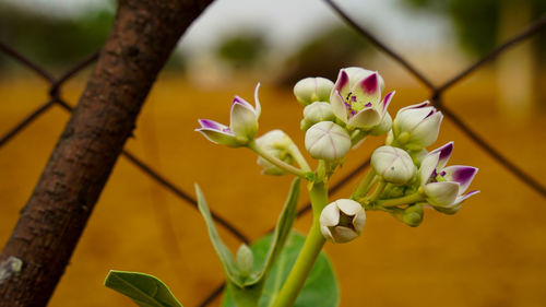 Close-up of pink flowering plant
