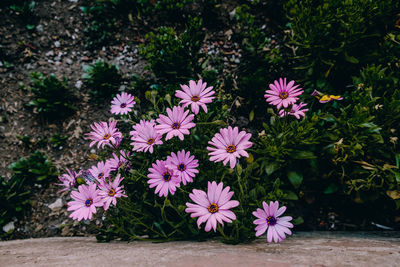 High angle view of pink flowering plants