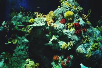 Close-up of coral swimming in sea