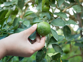 Close-up of hand holding fruit