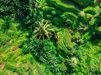 High angle view of trees growing in forest