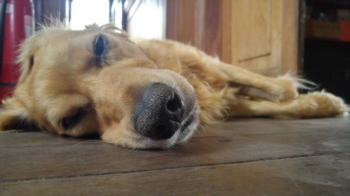 Close-up of dog relaxing at home