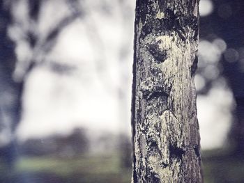 Close-up of tree trunk