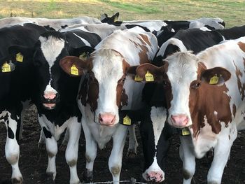 High angle view of cows standing on land