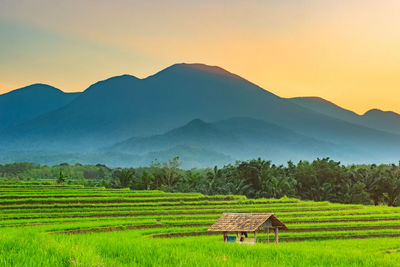 Beautiful morning rice fields with blue sky and mountains