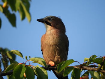 Low angle view of bird perching on branch against sky