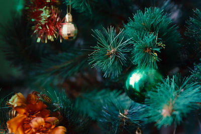 Close-up of christmas tree